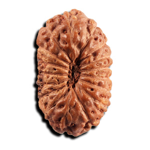 17 Mukhi Rudraksha from Indonesia - Bead No. 242