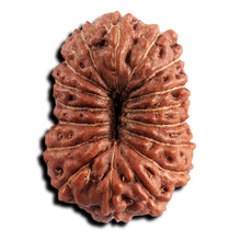 Load image into Gallery viewer, 17 Mukhi Rudraksha from Indonesia - Bead No. 243
