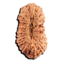 Load image into Gallery viewer, 17 Mukhi Rudraksha from Indonesia - Bead No. 244
