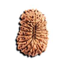 Load image into Gallery viewer, 17 Mukhi Rudraksha from Indonesia - Bead No. 245
