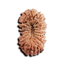 Load image into Gallery viewer, 17 Mukhi Rudraksha from Indonesia - Bead No. 246
