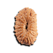 Load image into Gallery viewer, 17 Mukhi Rudraksha from Indonesia - Bead No. 248
