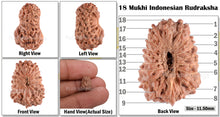 Load image into Gallery viewer, 18 Mukhi Rudraksha from Indonesia - Bead - 99
