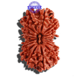 18 Mukhi Rudraksha from Nepal - Bead No. 52