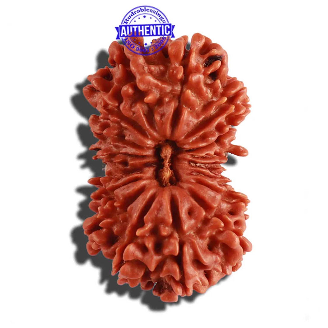 18 Mukhi Rudraksha from Nepal - Bead No. 52