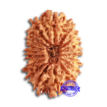 Load image into Gallery viewer, 18 Mukhi Rudraksha from Nepal - Bead No. 58
