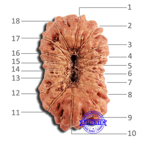 18 Mukhi Rudraksha from Indonesia - Bead No. 223