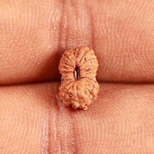 18 Mukhi Rudraksha from Indonesia - Bead No. 223