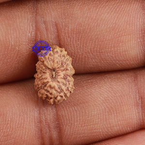 18 Mukhi Rudraksha from Indonesia - Bead No. 163