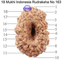 Load image into Gallery viewer, 18 Mukhi Rudraksha from Indonesia - Bead No. 163
