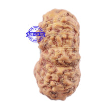 Load image into Gallery viewer, 18 Mukhi Rudraksha from Indonesia - Bead No. 163
