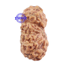 Load image into Gallery viewer, 18 Mukhi Rudraksha from Indonesia - Bead No. 163
