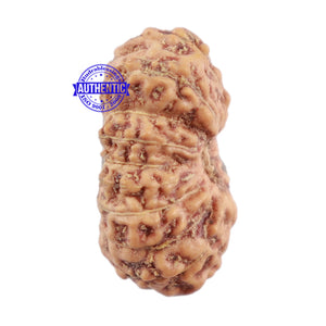 18 Mukhi Rudraksha from Indonesia - Bead No. 163