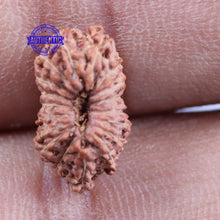 Load image into Gallery viewer, 18 Mukhi Rudraksha from Indonesia - Bead No. 140
