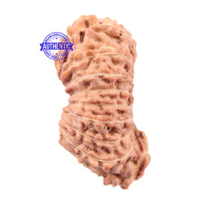 Load image into Gallery viewer, 18 Mukhi Rudraksha from Indonesia - Bead No. 140
