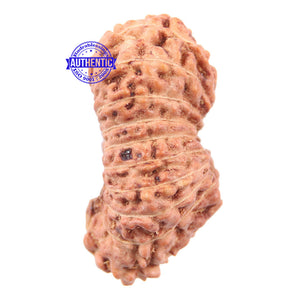 18 Mukhi Rudraksha from Indonesia - Bead No. 140