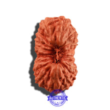 Load image into Gallery viewer, 18 Mukhi Rudraksha from Indonesia - Bead No. 169
