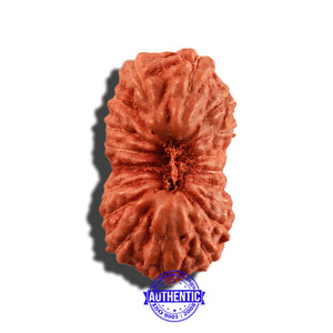 18 Mukhi Rudraksha from Indonesia - Bead No. 169