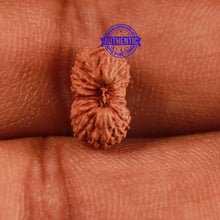 Load image into Gallery viewer, 18 Mukhi Rudraksha from Indonesia - Bead No. 169
