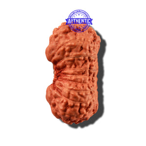 18 Mukhi Rudraksha from Indonesia - Bead No. 169