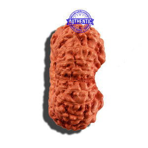 18 Mukhi Rudraksha from Indonesia - Bead No. 169