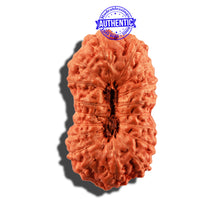 Load image into Gallery viewer, 18 Mukhi Rudraksha from Indonesia - Bead No. 169
