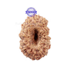 Load image into Gallery viewer, 18 Mukhi Rudraksha from Indonesia - Bead No. 163
