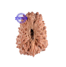 Load image into Gallery viewer, 18 Mukhi Rudraksha from Indonesia - Bead - 99
