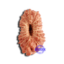 Load image into Gallery viewer, 18 Mukhi Rudraksha from Indonesia - Bead No. 212
