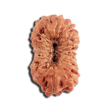 Load image into Gallery viewer, 18 Mukhi Rudraksha from Indonesia - Bead No. 223
