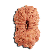 Load image into Gallery viewer, 18 Mukhi Rudraksha from Indonesia - Bead No. 223
