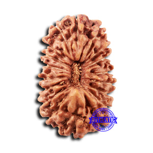 18 Mukhi Rudraksha from Indonesia - Bead No. 232