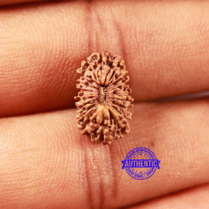 18 Mukhi Rudraksha from Indonesia - Bead No. 232