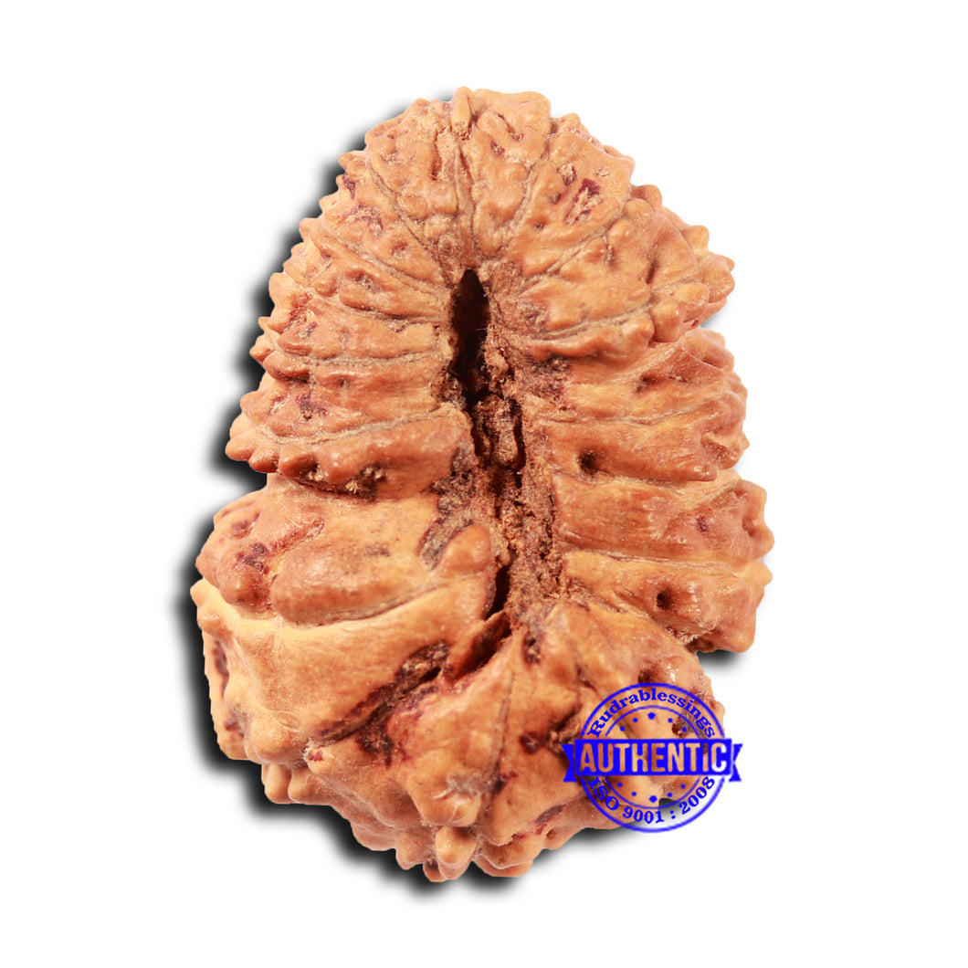 18 Mukhi Rudraksha from Indonesia - Bead No. 233