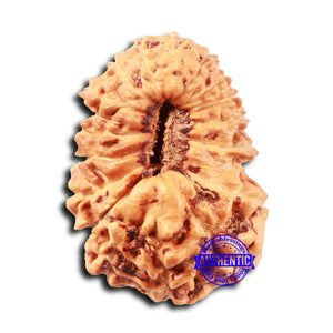 18 Mukhi Rudraksha from Indonesia - Bead No. 233