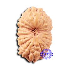 Load image into Gallery viewer, 18 Mukhi Rudraksha from Indonesia - Bead No. 234
