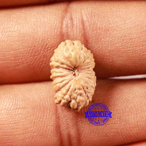 18 Mukhi Rudraksha from Indonesia - Bead No. 234