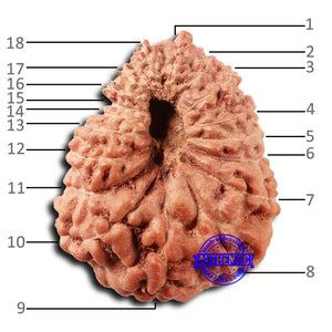 18 Mukhi Rudraksha from Indonesia - Bead No. 235