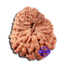 Load image into Gallery viewer, 18 Mukhi Rudraksha from Indonesia - Bead No. 235
