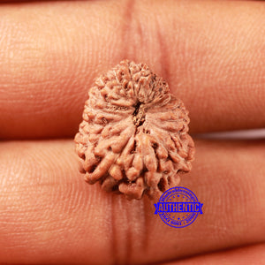 18 Mukhi Rudraksha from Indonesia - Bead No. 235