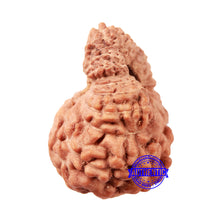 Load image into Gallery viewer, 18 Mukhi Rudraksha from Indonesia - Bead No. 235
