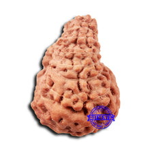 Load image into Gallery viewer, 18 Mukhi Rudraksha from Indonesia - Bead No. 235
