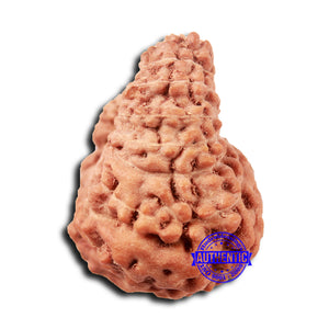 18 Mukhi Rudraksha from Indonesia - Bead No. 235