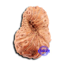 Load image into Gallery viewer, 18 Mukhi Rudraksha from Indonesia - Bead No. 239
