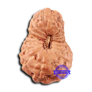 18 Mukhi Rudraksha from Indonesia - Bead No. 239