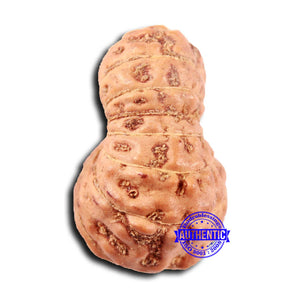 18 Mukhi Rudraksha from Indonesia - Bead No. 239