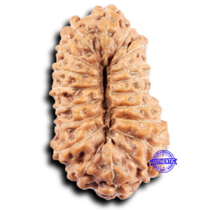 19 Mukhi Indonesian Rudraksha - Bead 126