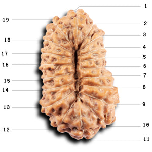 19 Mukhi Indonesian Rudraksha - Bead 126