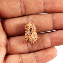 Load image into Gallery viewer, 19 Mukhi Indonesian Rudraksha - Bead 126
