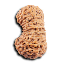 Load image into Gallery viewer, 19 Mukhi Indonesian Rudraksha - Bead 126
